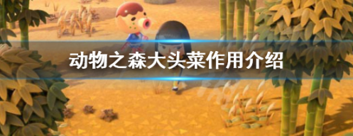 动物森友会大头菜核心功能与使用技巧