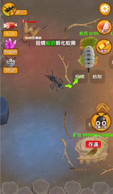蚁后孵化过程