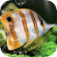 梦幻水族馆打造桌面海底世界v1.234